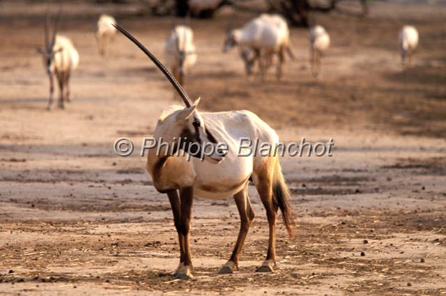 bahrein 18.JPG - Oryx d'Arabie, Oryx blanc.Arabian Oryx, White OryxOryx leucoryxManamaBahrein